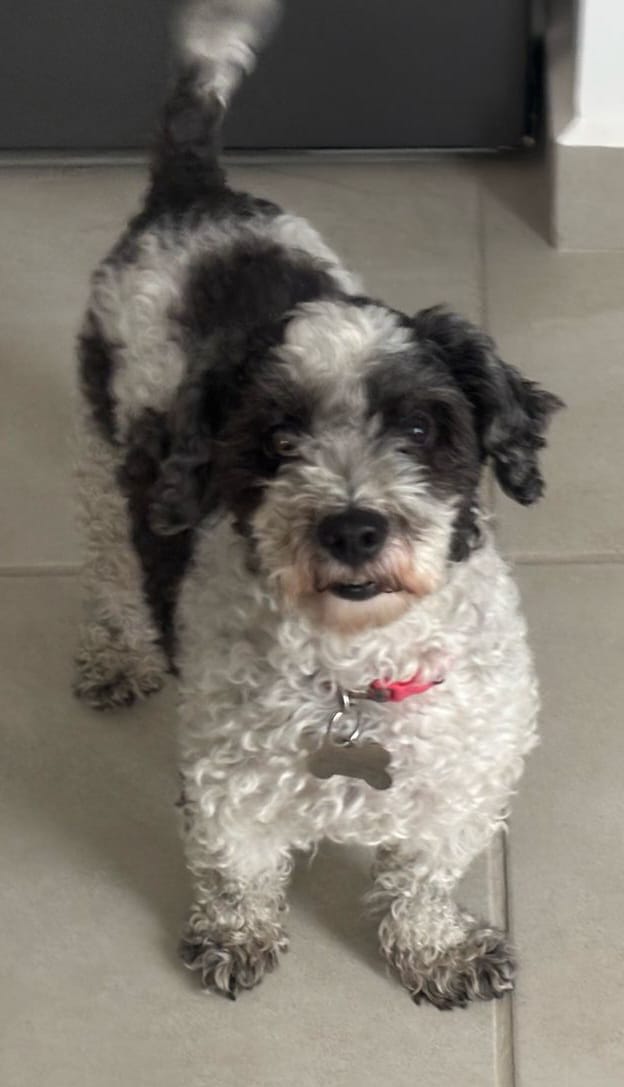 Bambino, perro poodle blanco con negro