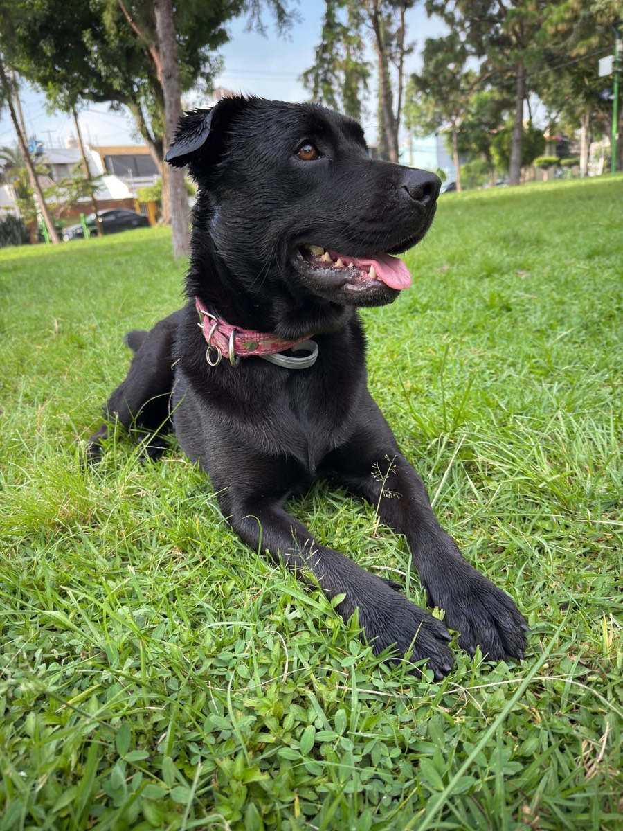 Bonny, perra labrador negra, echada en el pasto