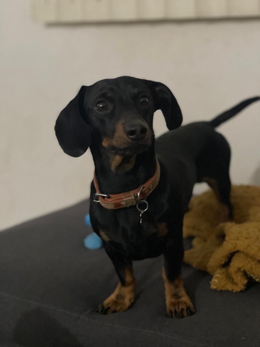 Felipe, perro salchicha negro, parado en el sofá