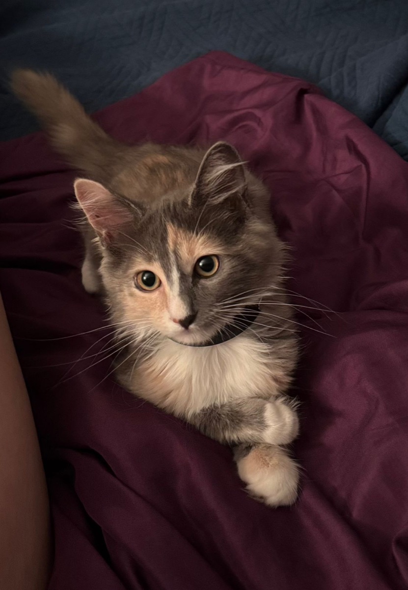 Margot, gatita calicó de pelo largo
