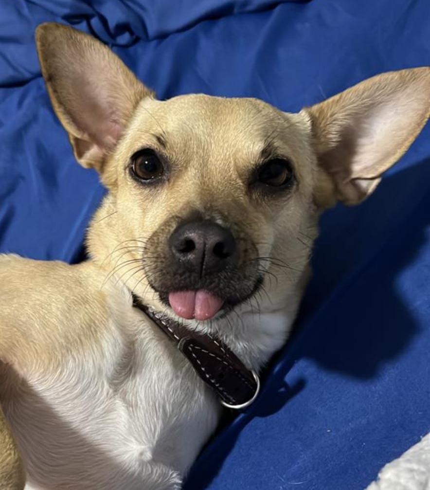 Otto, perro chihuahua color crema, sacando la lengua